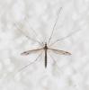 Tipula lateralis